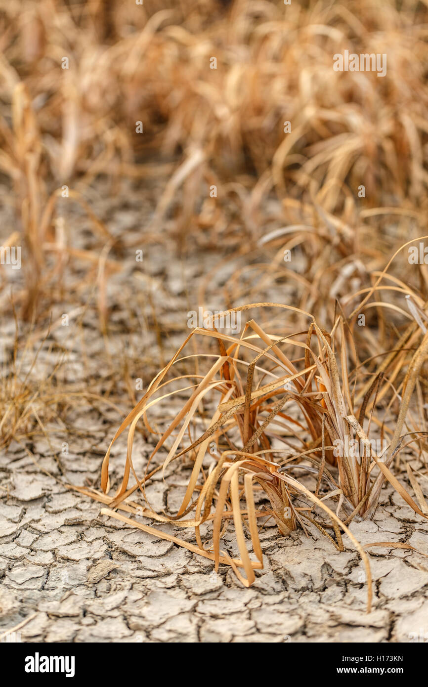 Dried plants of the plant lies on the dry soil Stock Photo