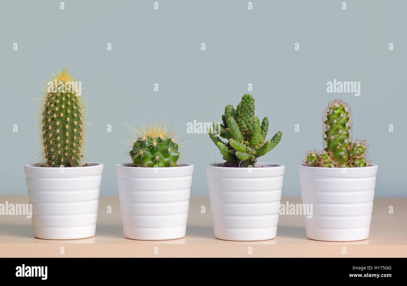 Different types of  cactus in pots Stock Photo