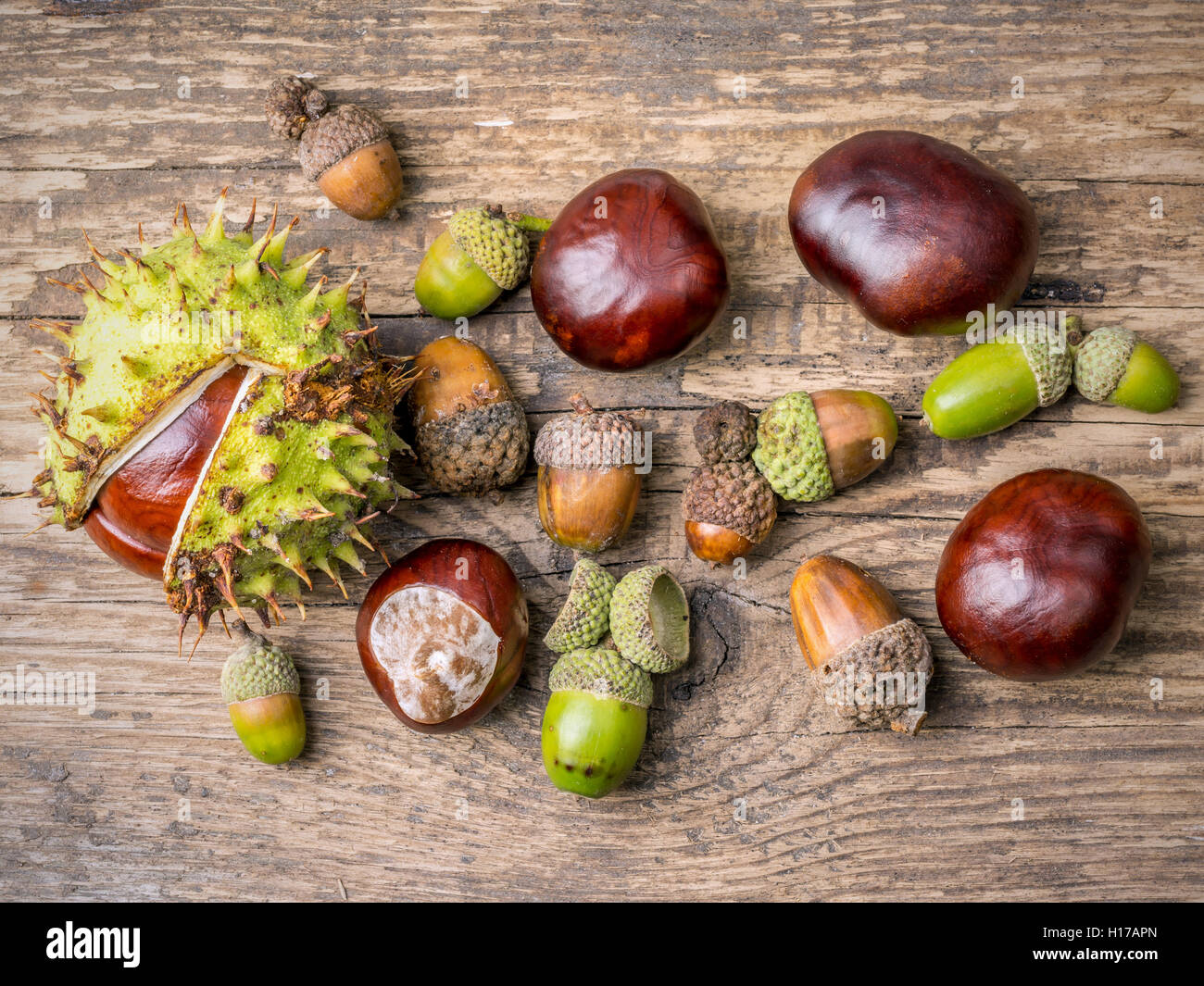 Chestnuts and acorns on wooden plank shot from above Stock Photo