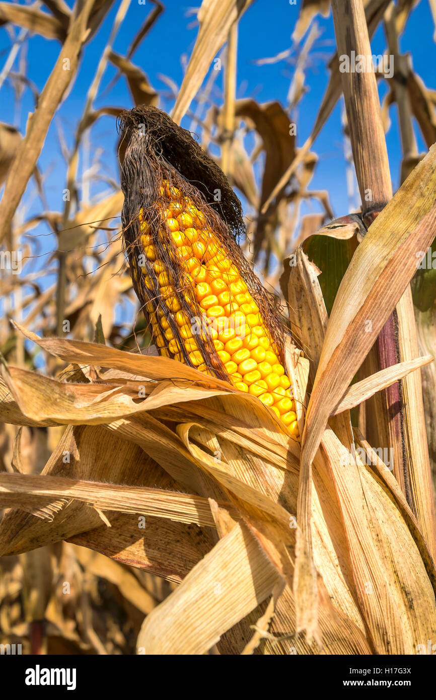 Detail of head of ripe Sweet Corn - France. Stock Photo