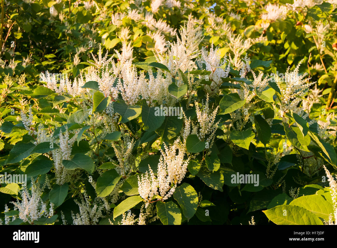 Blooming Sakhalin Knotweed or Fallopia sachalinensis in autumn Stock Photo