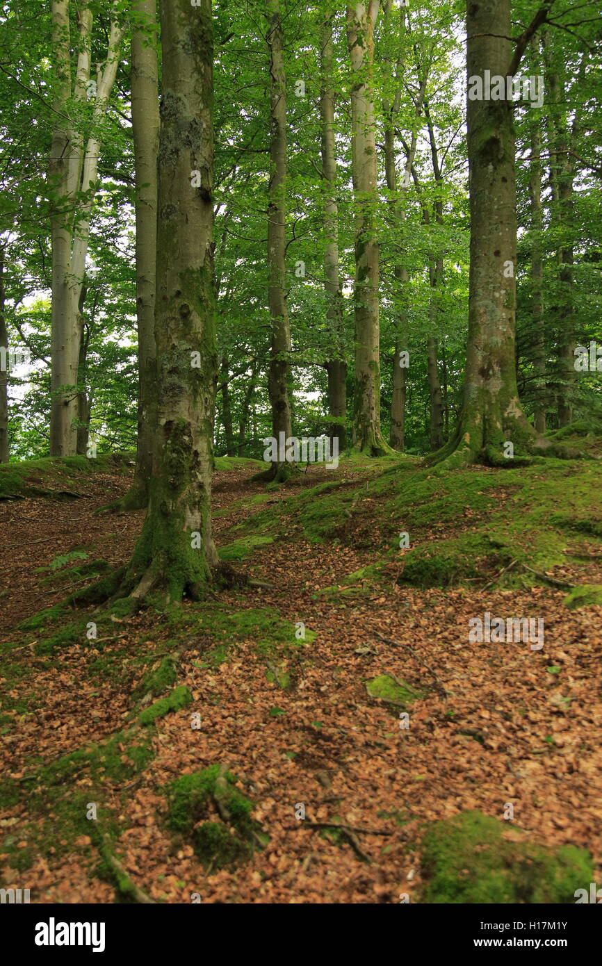 Trees in deciduous woods woodland in Fana area, city of Bergen, Norway Stock Photo