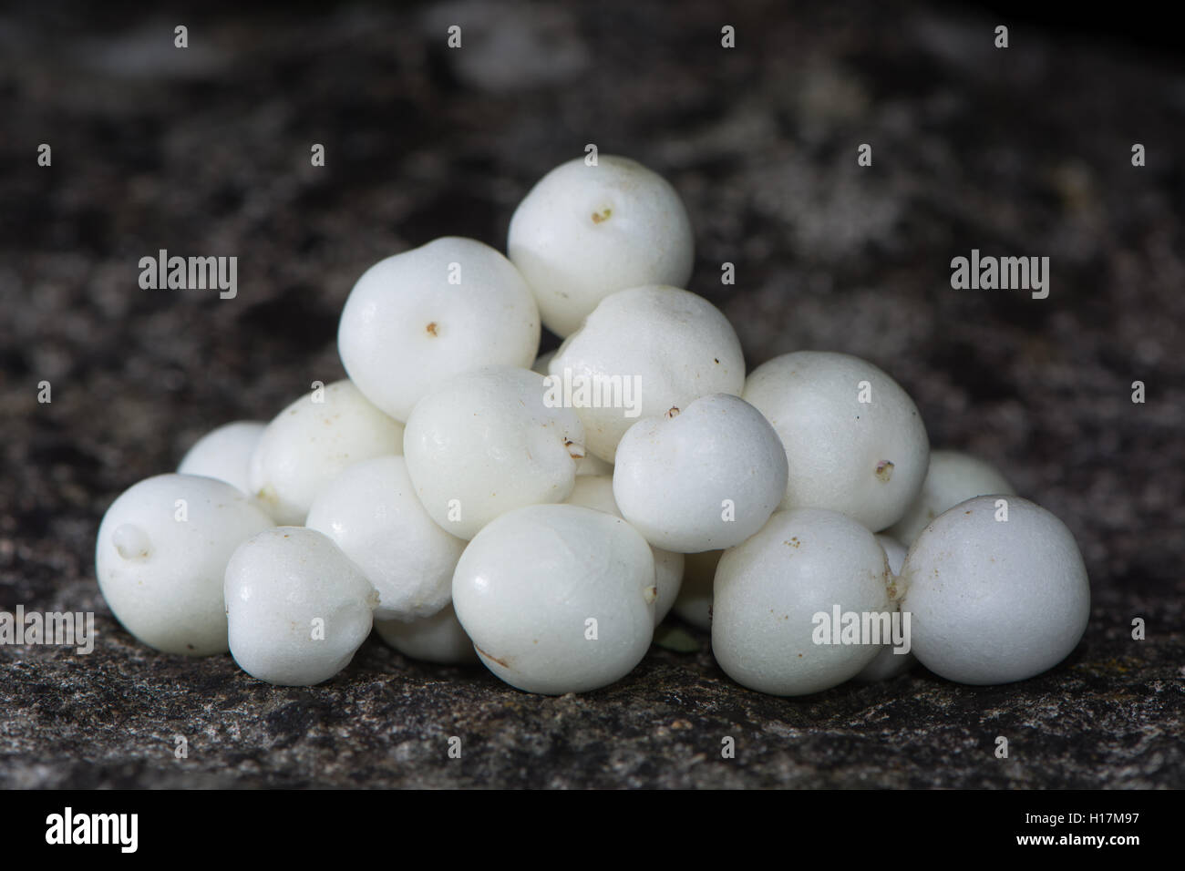 Pile of common snowberry (Symphoricarpos albus) fruit. White berries of ornamental shrub in honeysuckle family (Caprifoliaceae) Stock Photo