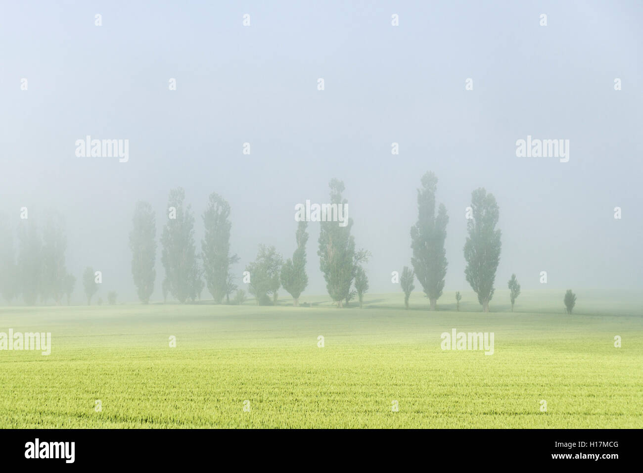 A row of Poplar trees (Populus) is shining through the thick fog, valley of the river Elbe, Königstein, Saxony, Germany Stock Photo
