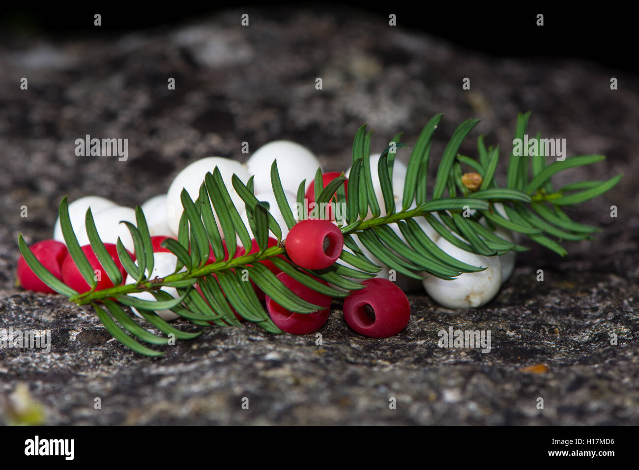 White snowberries and red yew berries arranged on stone. Yew (Taxus baccata) and common snowberry fruits with leaves Stock Photo