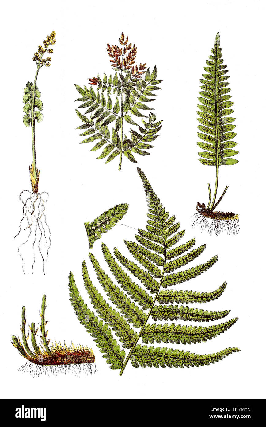 Echte Mondraute, Botrychium lunaria (oben links),  Koenigsfarn auch Gewoehnlicher Rispenfarn oder Koenigs-Rispenfarn, Osmunda regalis (oben mitte), Engelsuess, Gewoehnlicher Tuepfelfarn, Polypodium vulgare (oben rechts), Echter Wurmfarn, Dryopteris filix-mas (unten) Stock Photo