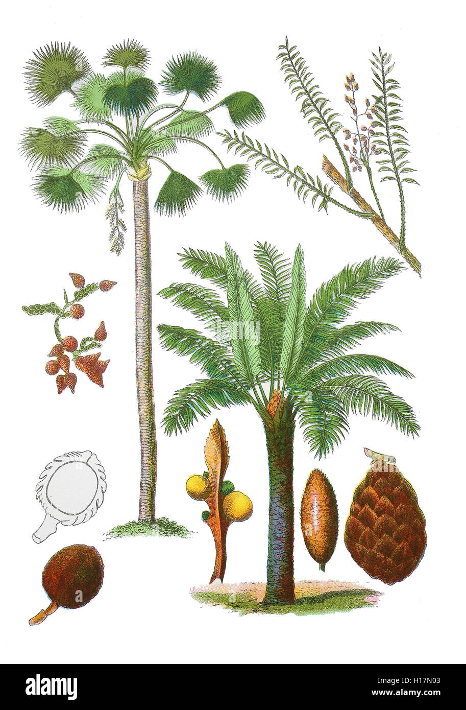Fruchttragender Zweig der Oelpalme, Elaeis guineensis (links mitte),  Buriti-Palme, Mauritia flexuosa (oben links),  Rattanpalme oder Rotangpalme, Calamus Rotang (oben rechts), Sagopalmfarn auch Cycas-Palmfarn, Cycas circinalis (unten rechts) Stock Photo
