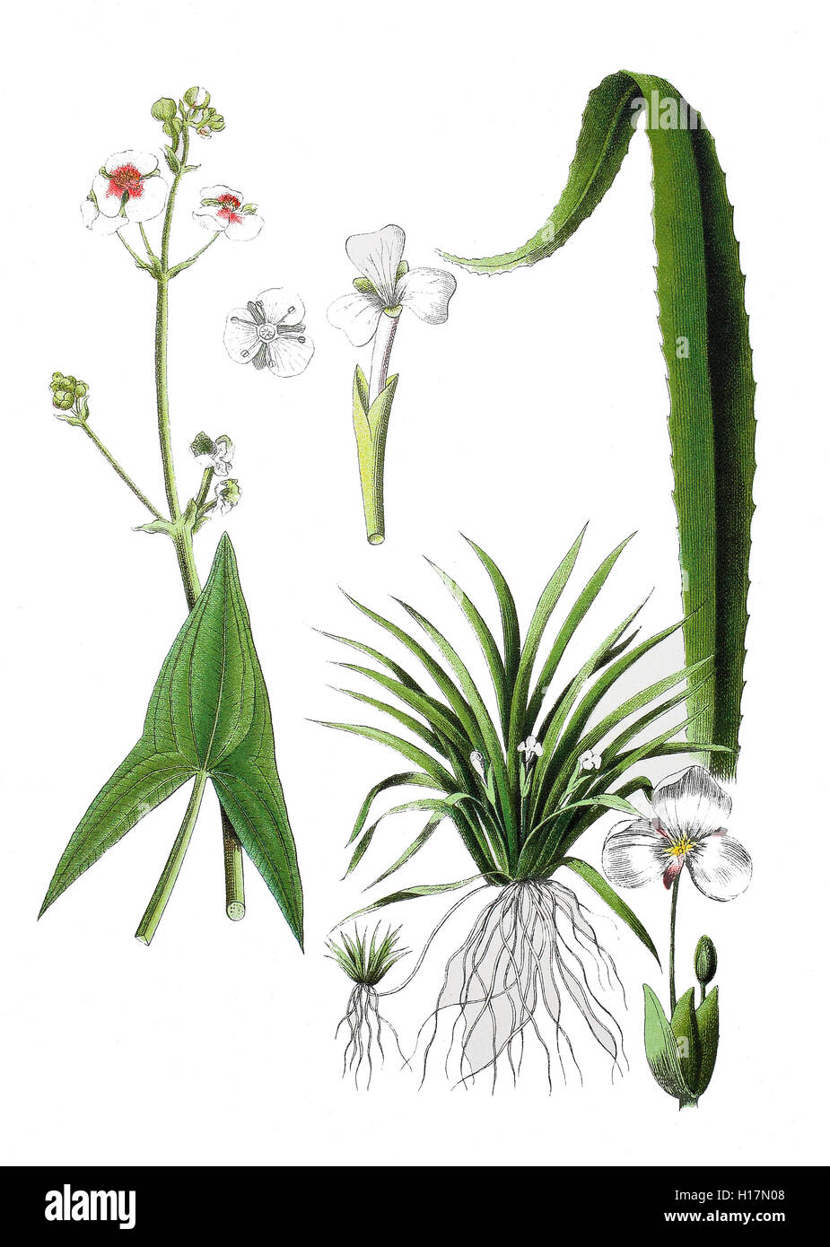 Gewöhnliches Pfeilkraut auch Pfeilblatt, Sagittaria sagittifolia (links), Krebsschere, Stratiotes aloides (rechts) Stock Photo