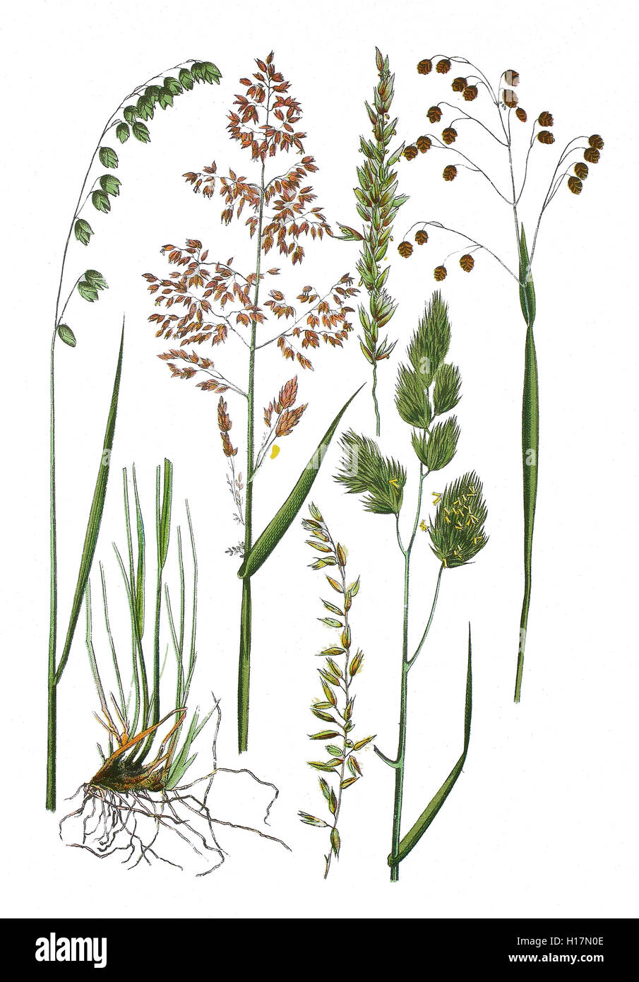 Nickendes Perlgras, Melica nutans (links), Wimper-Perlgras, Melica ciliata (unten 2. und 4. und oben 3. von links), Wolliges Honiggras, Holcus lanatus (oben 2. von links), Gewoehnliches Knaeuelgras, Dactylis glomerata (2. von rechts), Gewoehnliches Zittergras, Briza media (rechts) Stock Photo