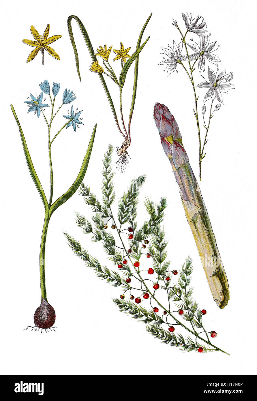 Zweiblaettriger Blaustern auch Sternhyazinthe oder Zweiblaettrige Meerzwiebel, Scilla bifolia (links unten), Spargel, Gemuesespargel oder Gemeiner Spargel, Asparagus officinalis (unten, Mitte und rechts),  Wiesen-Gelbstern oder Wiesen-Goldstern, Gagea pratensis (oben, mitte und links),  Rispige Graslilie auch Rispen-Graslilie, Kleine Graslilie oder Aestige Graslilie, Anthericum ramosum (oben rechts) Stock Photo
