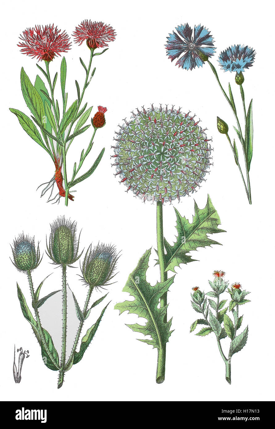 Wiesen-Flockenblume auch Gewoehnliche Flockenblume, Centaurea jacea (oben links), Kornblume auch Zyane, Centaurea cyanus (oben rechts), Wilde Karde, Dipsacus fullonum L., Syn. (unten links), Druesenblaettrige Kugeldistel auch Druesige Kugeldistel oder Bienen-Kugeldistel, Echinops sphaerocephalus (Mitte), Faerberdistel auch Saflor, Oeldistel, Faerbersaflor und Falscher Safran, Carthamus tinctorius (rechts unten) Stock Photo