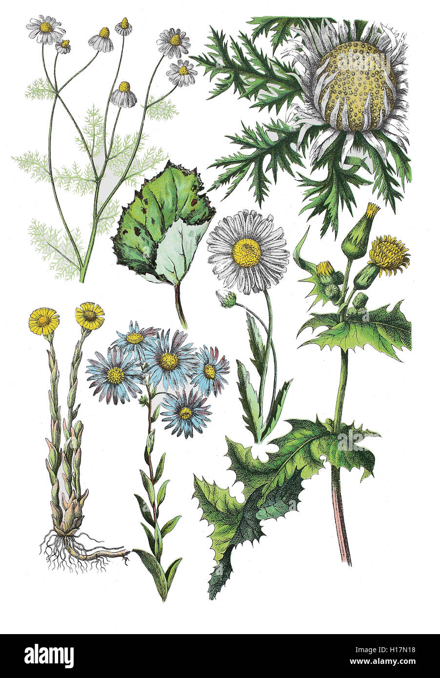 Echte Kamille, Matricaria chamomilla L. (links oben), Silberdistel, Carlina acaulis (oben rechts),  Huflattich auch Breit-, Brust-, Eselslattich, Latten, Lette, Ackerlatsche, Kuhfladen, Esels- oder Rosshuf, Fohlenfuß, Hufblatt, Tussilago farfara (unten links und Blatt oben 2. von links),  Berg-Aster auch Kalk-Aster, Aster amellus (unten, 2. von links),  Magerwiesen-Margerite auch Wiesen-Wucherblume, Leucanthemum vulgare (Mitte),  Gemuese-Gaensedistel auch Kohl-Gaensedistel oder Gewoehnliche Gaensedistel, Sonchus oleraceus (rechts unten) Stock Photo