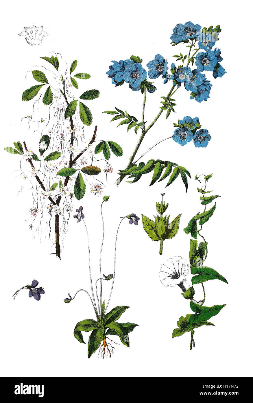 Quendel-Seide, Cuscuta epithymum (oben links), Jakobsleiter, Polemonium caeruleum (oben rechts), Gemeine Fettkraut, Gewöhnliches Fettkraut, Blaues Fettkraut, oder Kiwitzfettkraut, Pinguicula vulgaris (unten mitte), Echte Zaunwinde, Calystegia sepium (links unten) Stock Photo