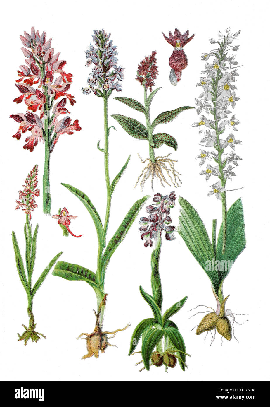Helm-Knabenkraut, Orchis militaris (oben links), Breitblaettriges Knabenkraut oder Breitblaettriger Fingerwurz, Dactylorhiza majalis (oben, 2. von rechts),  Kleines Knabenkraut, Salep-Knabenkraut oder Narrenkappe, Orchis morio (unten, Geflecktes Knabenkraut oder Flecken-Fingerwurz, Dactylorhiza maculata (unten, 2, von links), Muecken-Haendelwurz, Langsporn-Haendelwurz, Fliegen-Haendelwurz oder Grosse Haendelwurz, Gymnadenia conopsea, (unten links), Zweiblaettrige Waldhyazinthe, Weiss-Waldhyazinthe oder Weisse Waldhyazinthe, Platanthera bifolia (unten rechts) Stock Photo