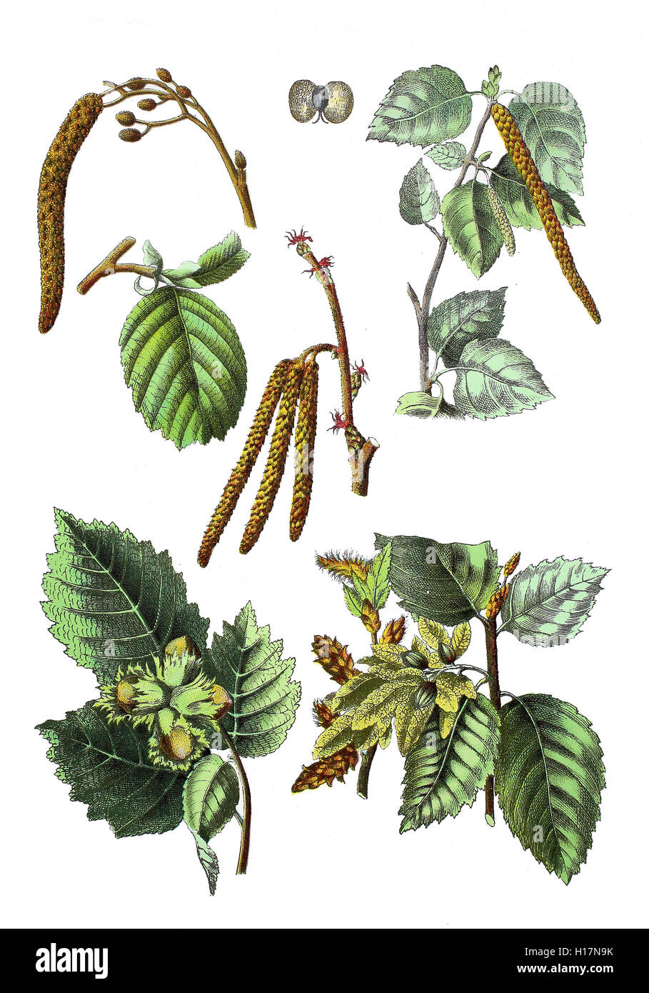 Schwarz-Erle, Alnus glutinosa (oben links),  Haenge-Birke auch Sandbirke, Weissbirke oder Warzenbirke, Betula pendula Syn.: B. alba, B. verrucosa (oben rechts), Gemeine Hasel auch Haselstrauch oder Haselnussstrauch, Corylus avellana (unten links und mitte), Hainbuche, Weissbuche, Hagebuche oder Hornbaum, Carpinus betulus (unten rechts) Stock Photo