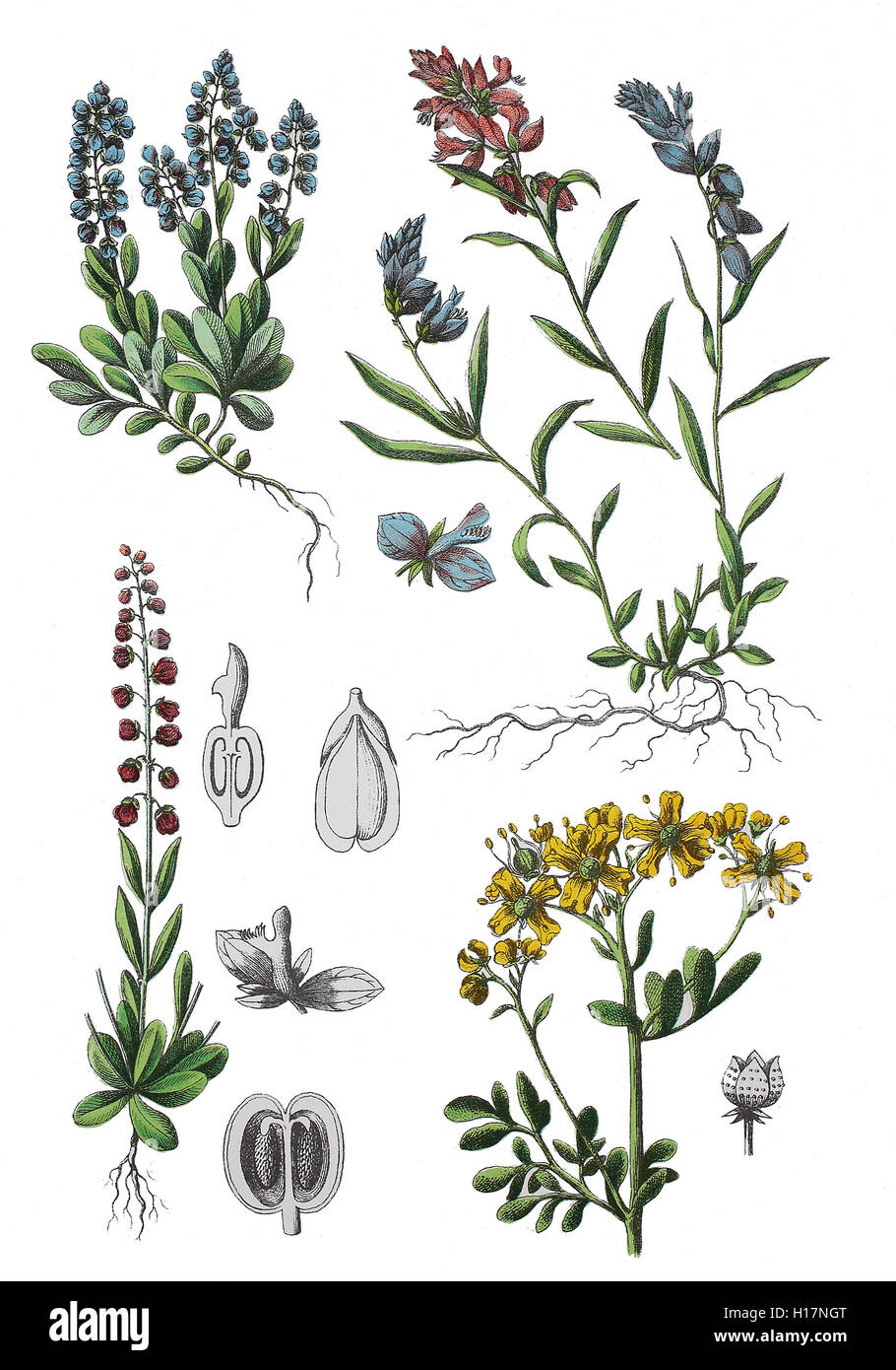 Bittere Kreuzblume, Polygala amara (links oben und unten), Gewoehnliche Kreuzblume auch Gewoehnliches Kreuzbluemchen, Polygala vulgaris (rechts oben),  Weinraute, Ruta graveolens (unten rechts) Stock Photo