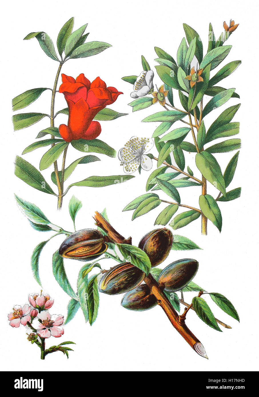 Granatapfel, Punica granatum (links oben), Myrte, Brautmyrte auch Gemeine Myrte, Myrtus communis (oben rechts), Mandelbaum, Prunus dulcis (unten) Stock Photo