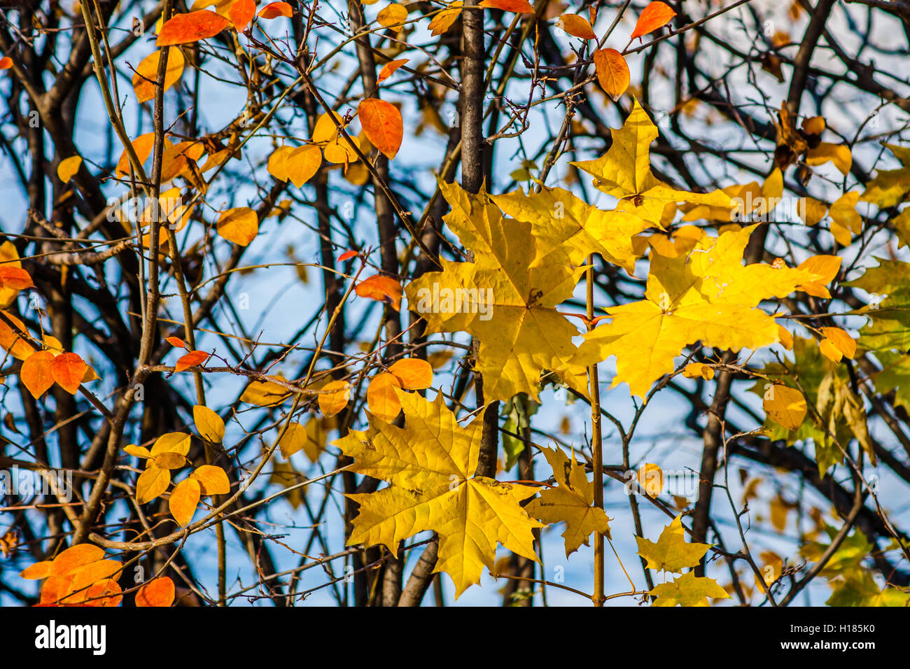 Yellow maple leaves and orange dogwood or cotoneaster leaves in autumn against the background of dark branches and twigs of a co Stock Photo