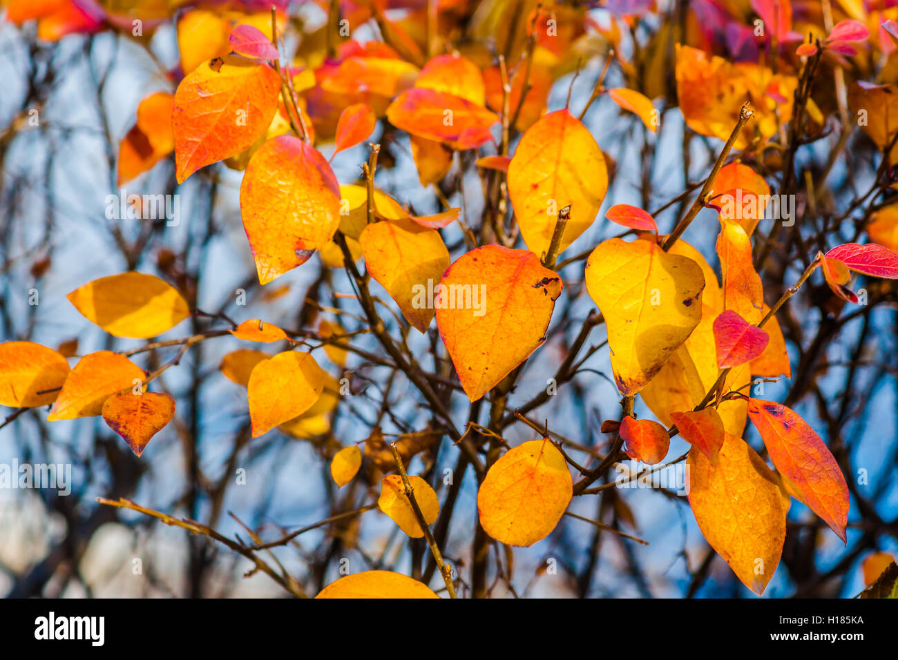 Orange dogwood or cotoneaster leaves against gray background. Colors of autumn season Stock Photo