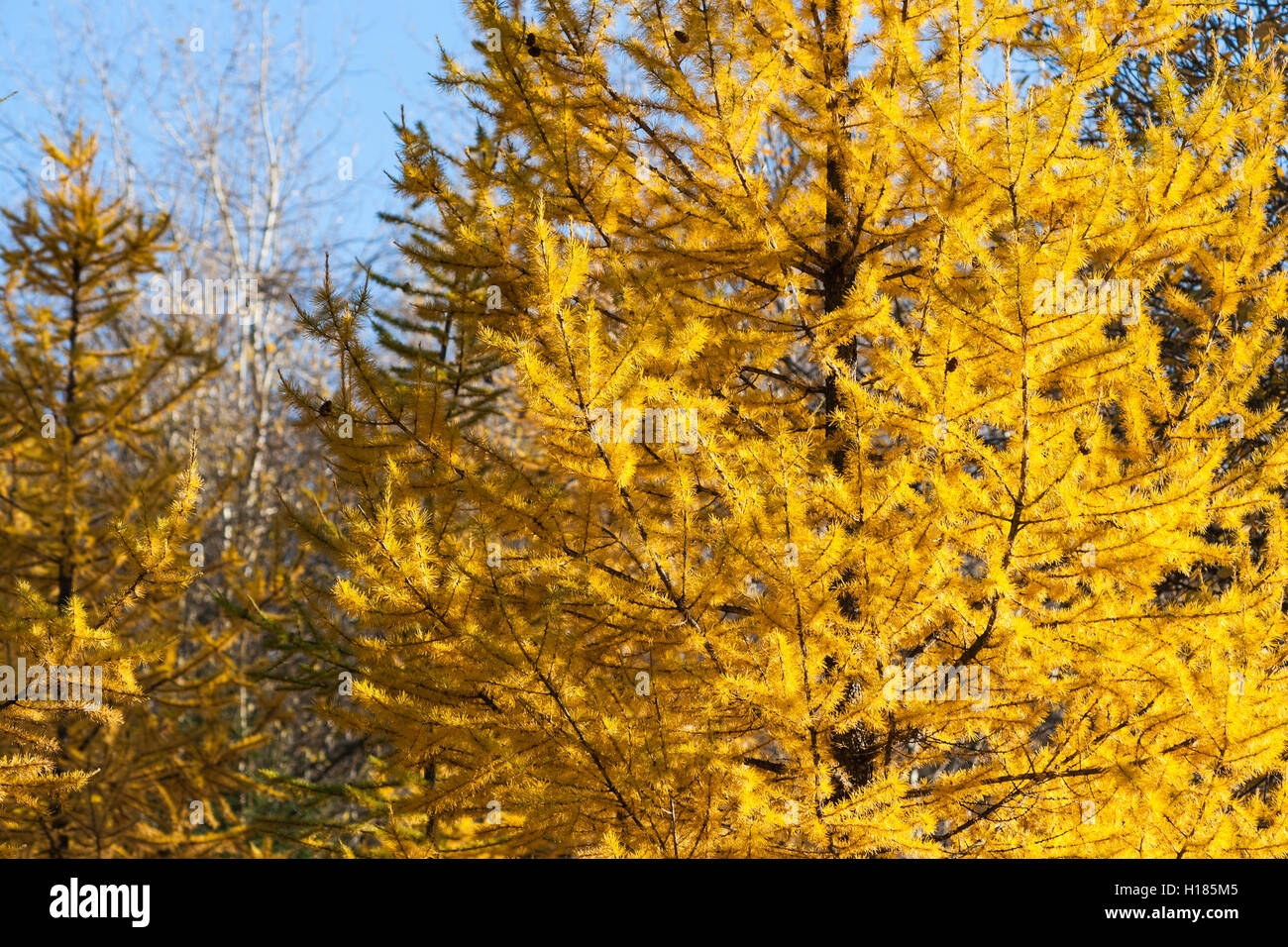 Bright yellow larch tree in the autumn forest against the background of