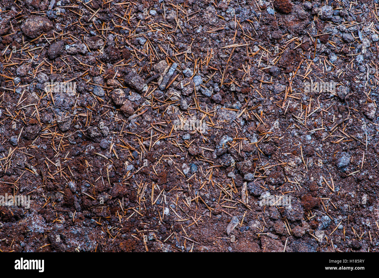 Black earth soil or humus covered with some spruce tree needles. Organic plant food. Closeup view. Stock Photo