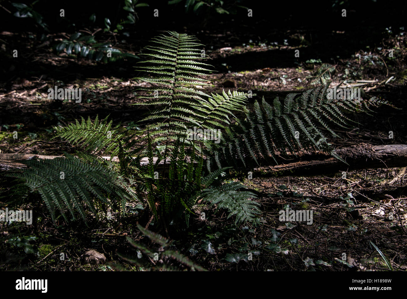 A fern in dappled sunlight Stock Photo Alamy