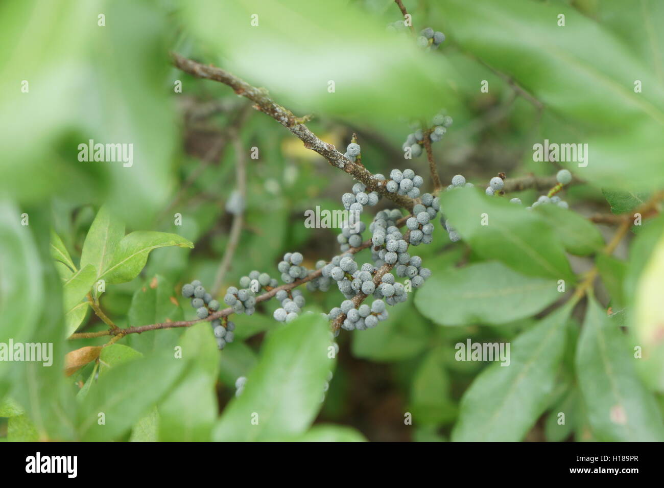 Bayberries on a branch Stock Photo