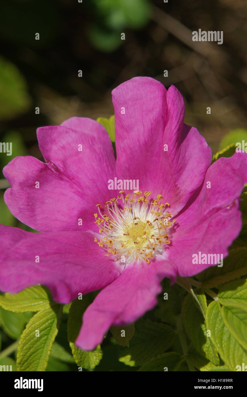 Close up of wild rose Stock Photo - Alamy