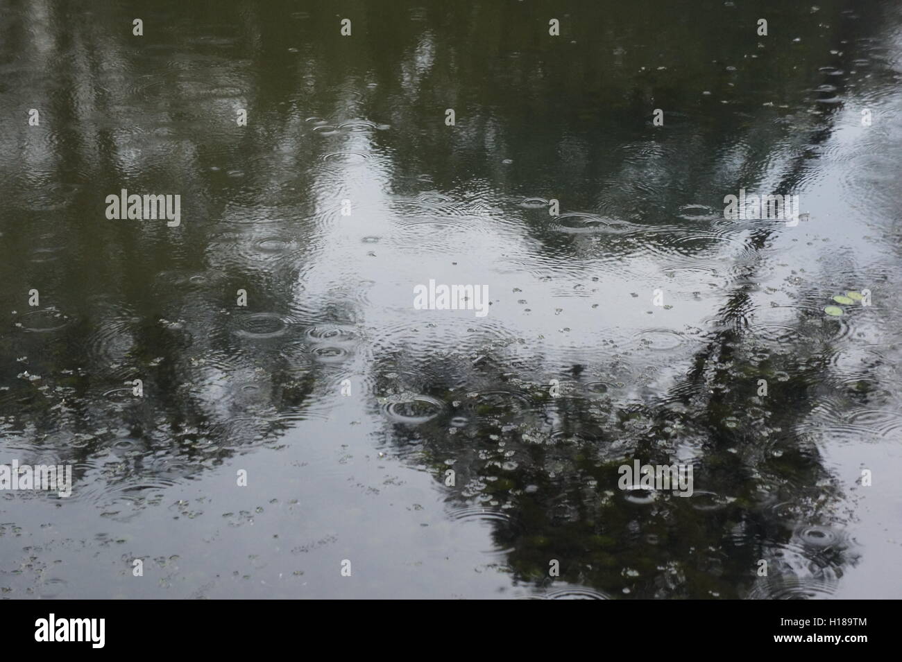 Rain on a pond surface Stock Photo