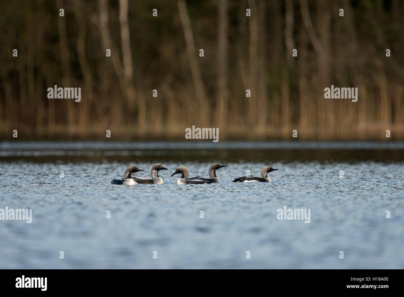 Black-throated Loon / Arctic Loon / Prachttaucher ( Gavia arctica ), whole group, flock, courting, in breeding dress, Sweden. Stock Photo