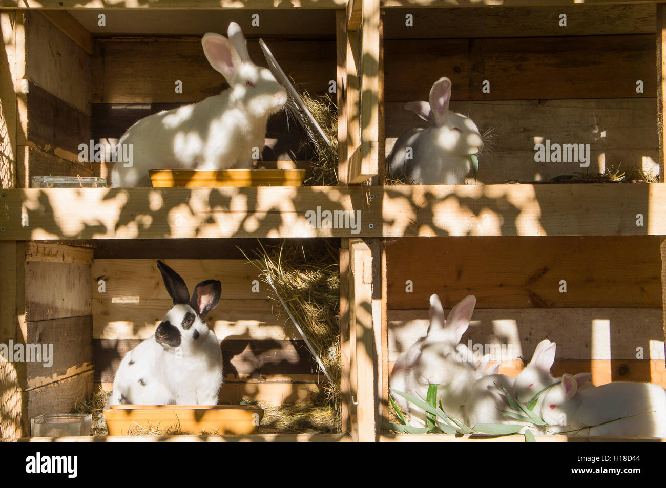 New Zealand White, Czech Spot, albino domestic rabbit, bunny, kit ...