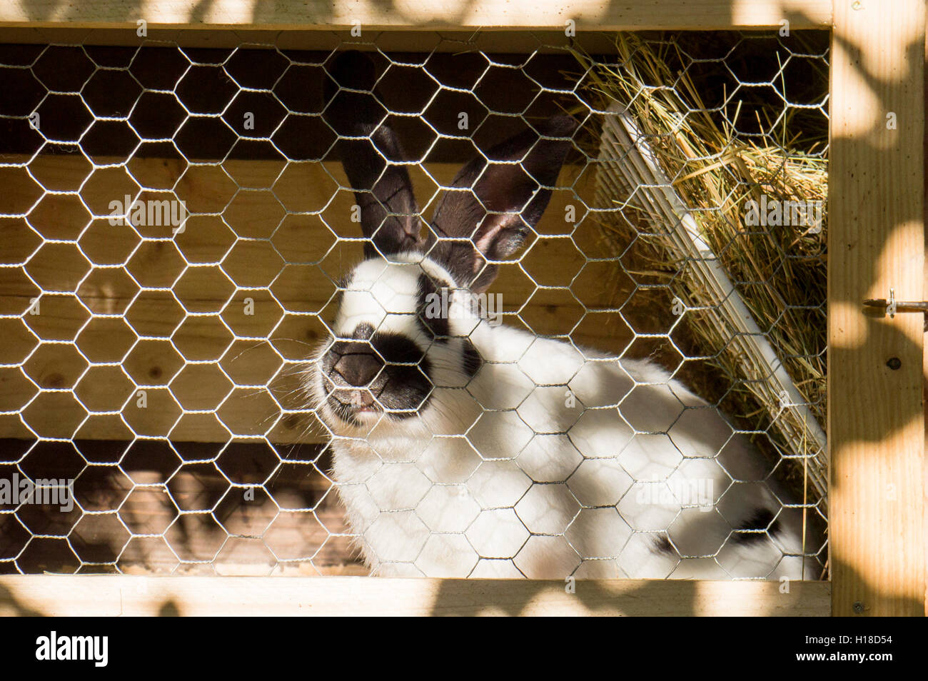 Czech Spot, domestic rabbit, straw bedding in hutch Stock Photo Alamy