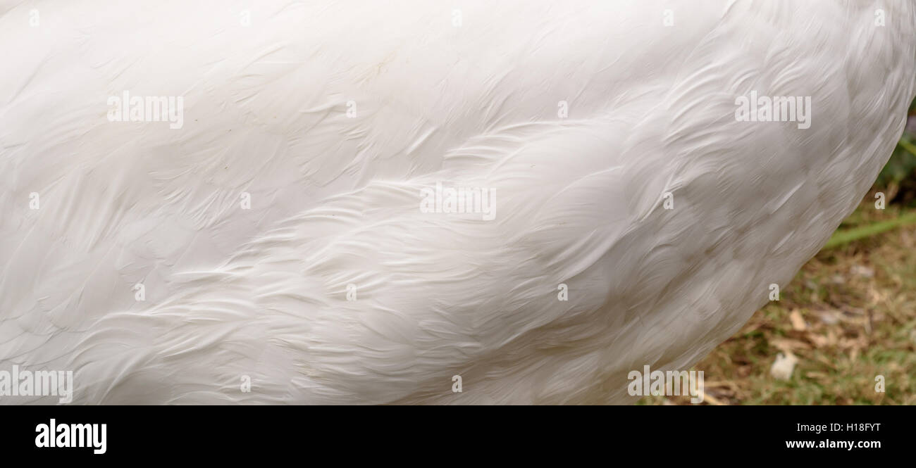 White swan feathers showing the texture of the birds plume Stock Photo