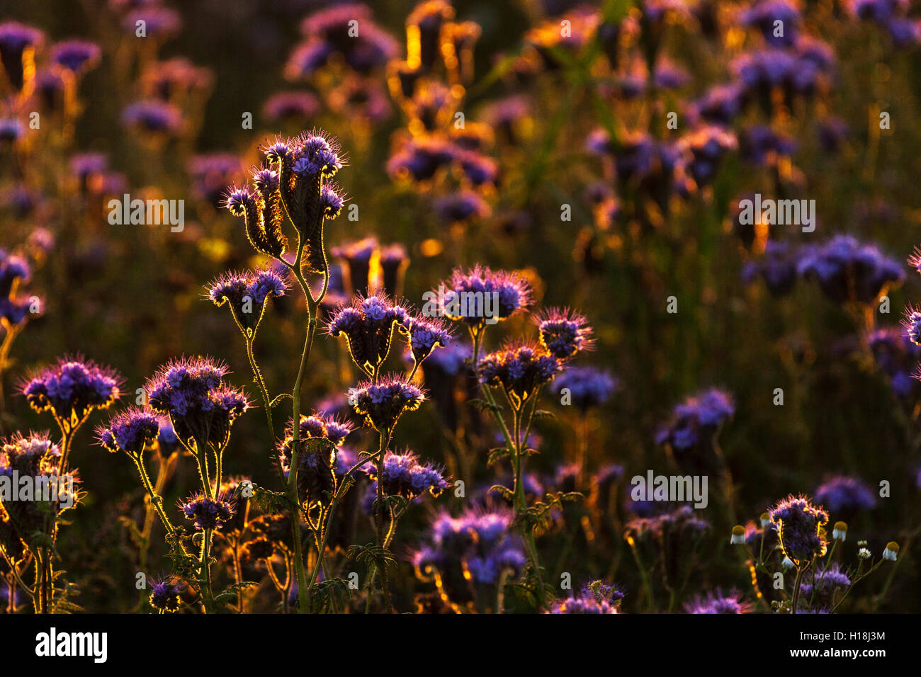 Rising Sun Backlighting a Field of Purple Flowers Stock Photo - Alamy