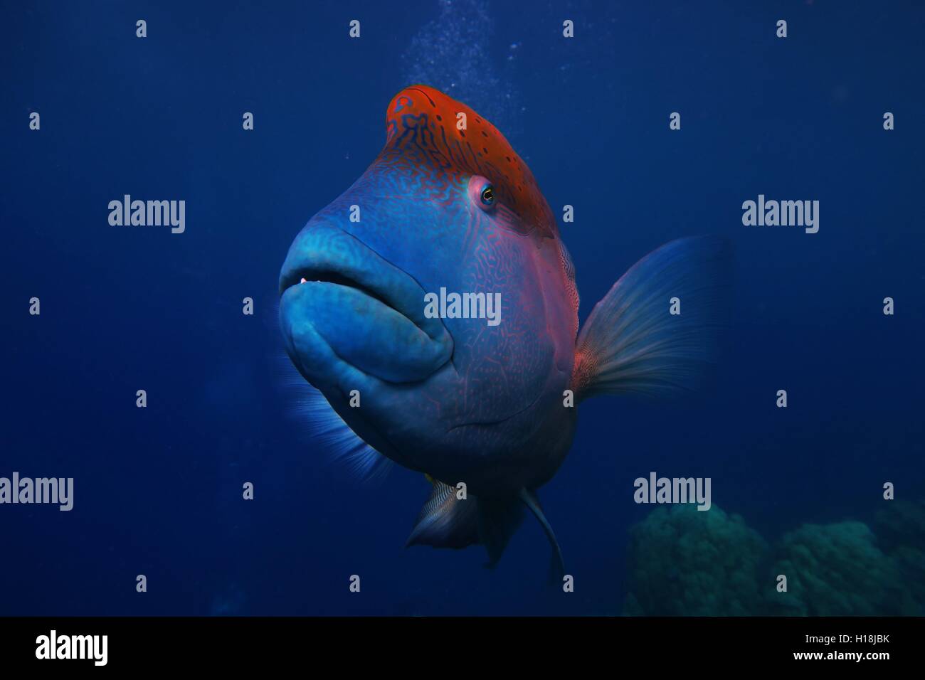 Big blue fish head on shot as if posing. Stock Photo