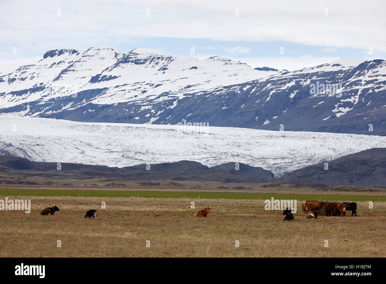 fertile farmland in area of retreat of Breiðamerkurjökull  glacier vatjanokull Iceland Stock Photo