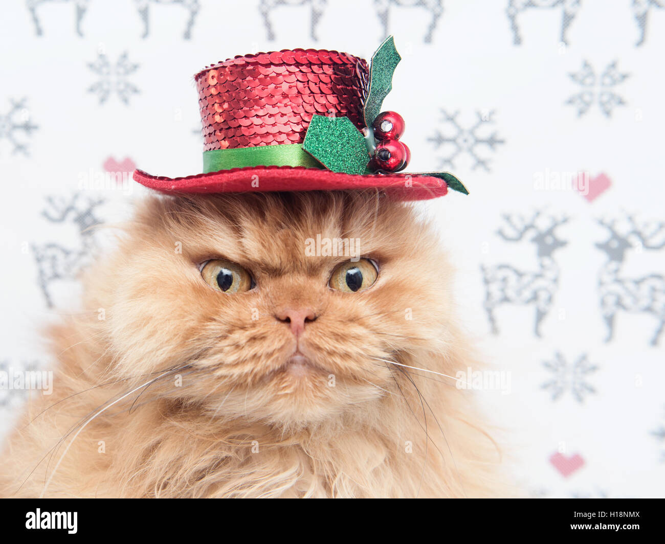 Persian cat wearing top Christmas hat Stock Photo