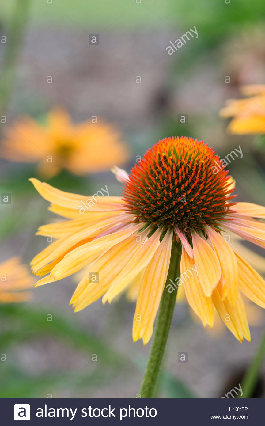 Kahuna Stock Photos & Kahuna Stock Images - Alamy