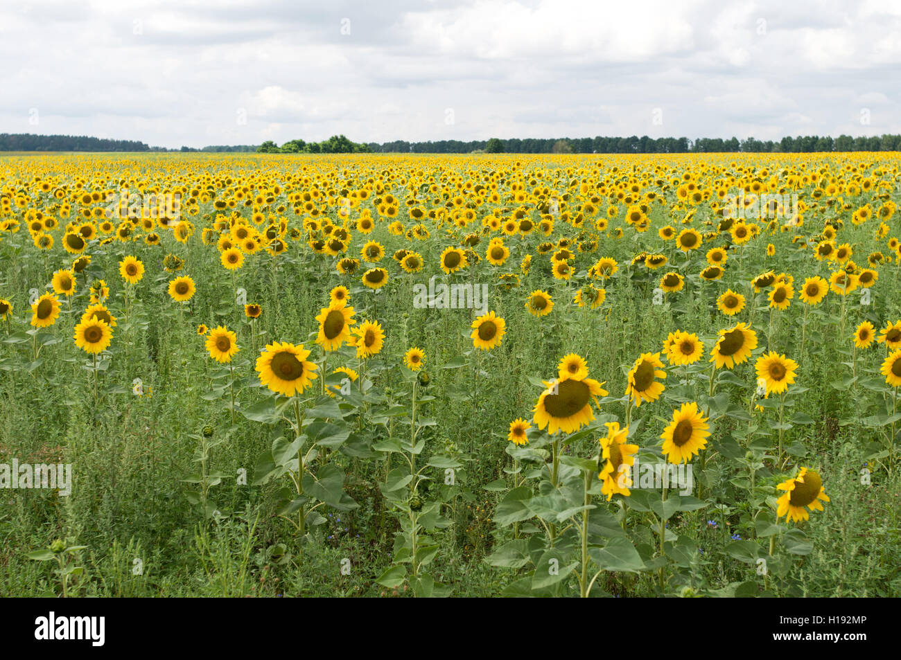 Field of sunflowers and blue sky with clouds Stock Photo - Alamy