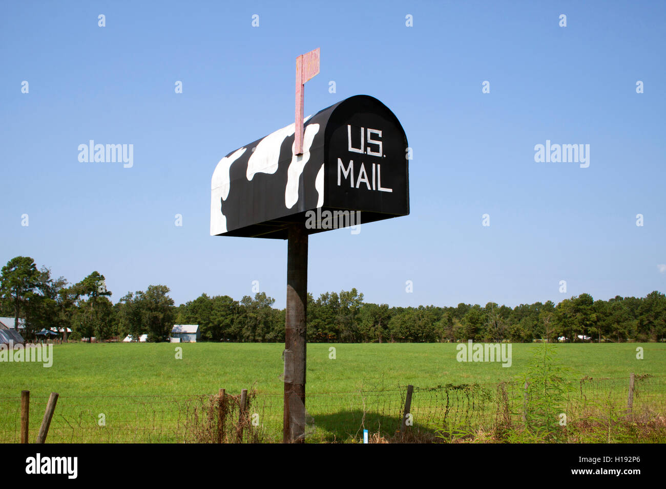Whimsical giant cow-shaped mailbox in Savannah, Georgia, adds roadside charm and quirky rural character to the Southern landscape. Stock Photo