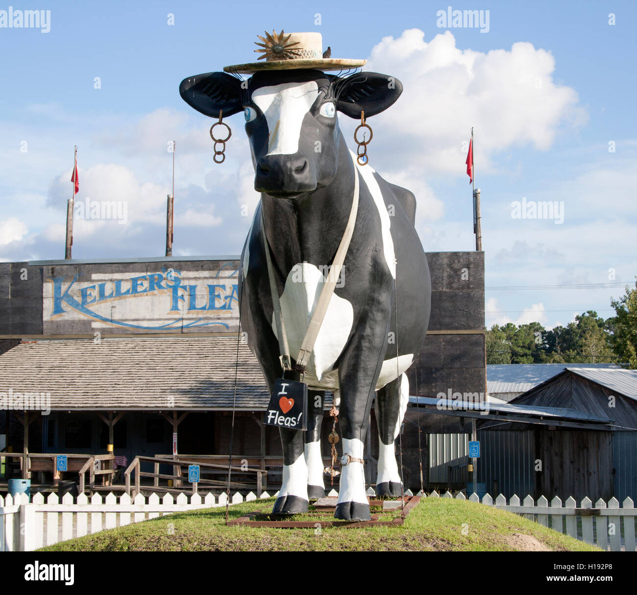 Flea Market Cow in Savannah Stock Photo Alamy