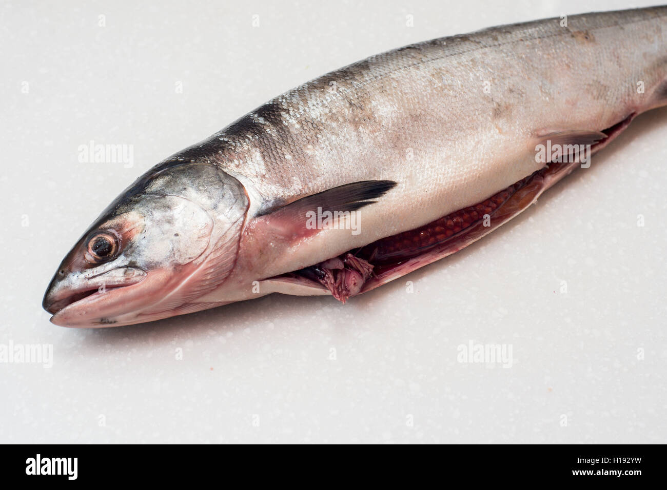 Chum salmon fillet hi-res stock photography and images - Alamy