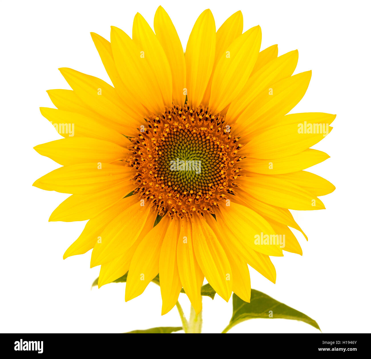 sunflower isolated over white Stock Photo - Alamy