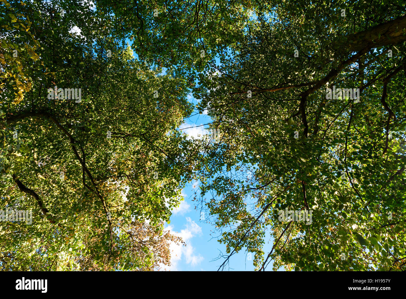 Tree canopy against a blue sky Stock Photo