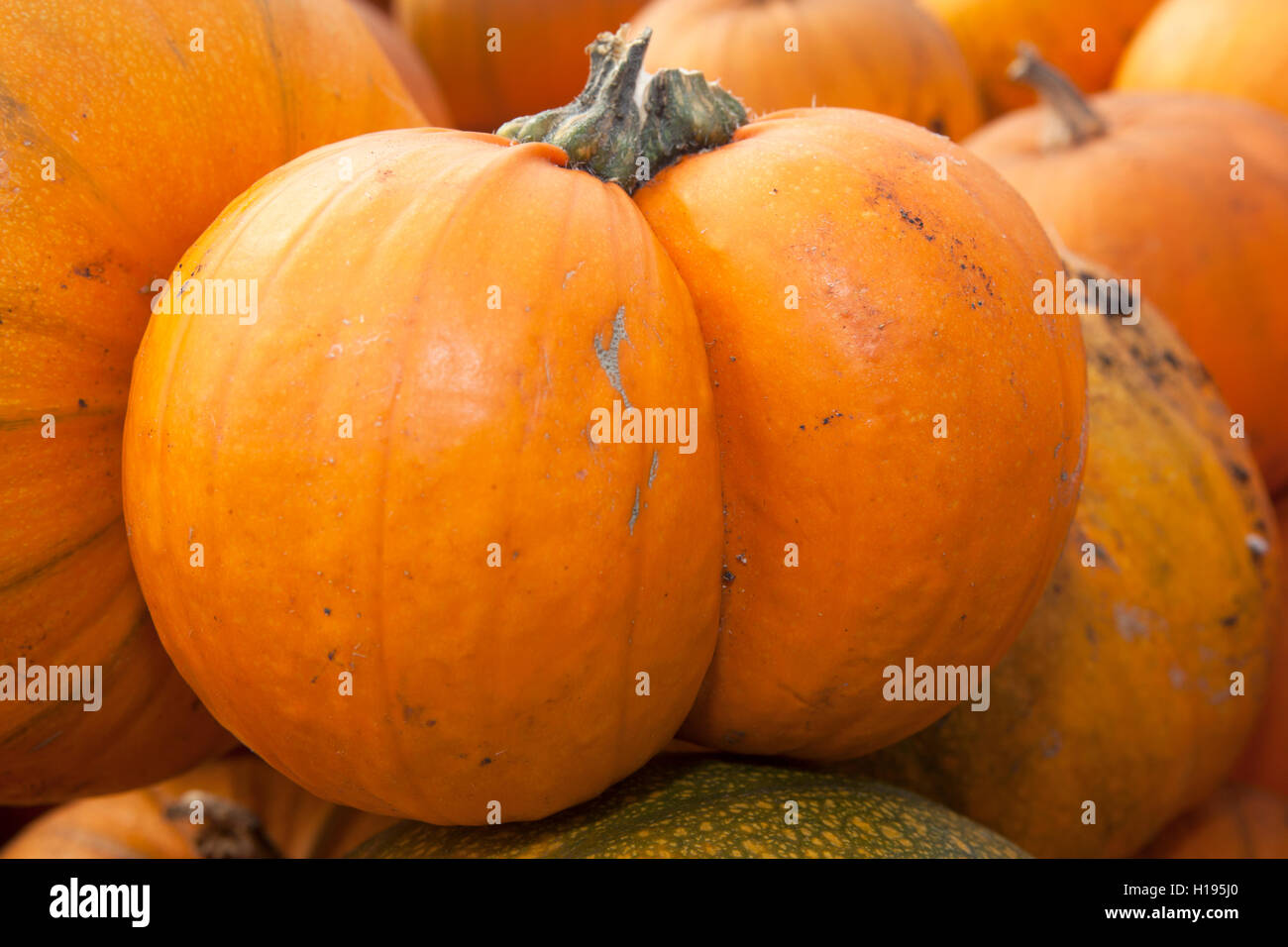 Recently picked pumpkins stored inside a greenhouse, in crates, ready for transporting to market, Tarleton, Lancashire, UK Stock Photo