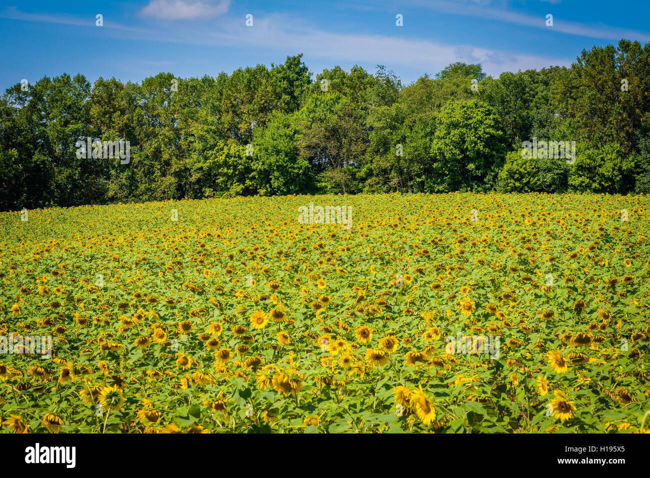 Sunflower field in Jarrettsville, Maryland Stock Photo Alamy