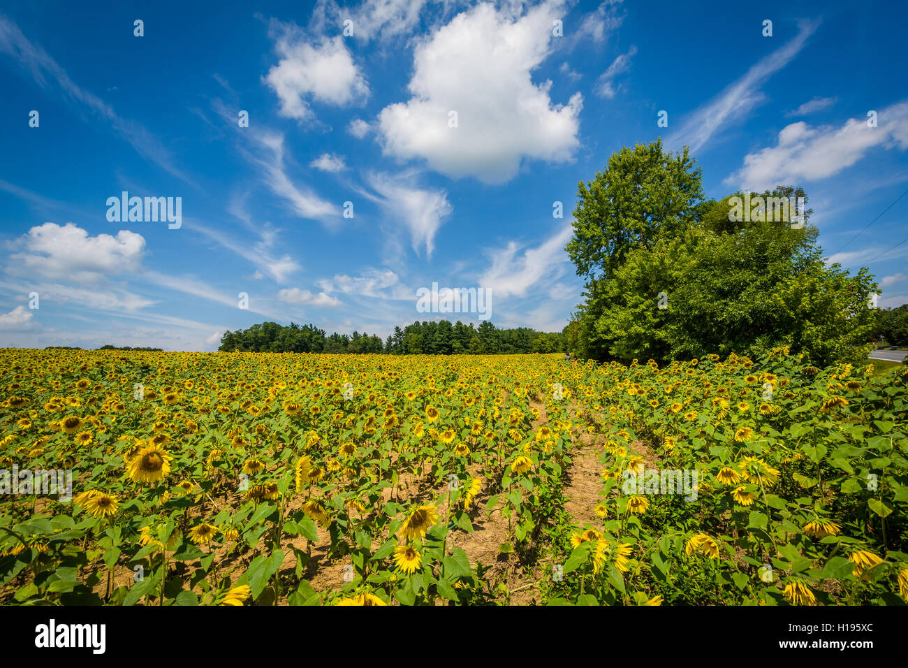 Sunflower field in Jarrettsville, Maryland Stock Photo Alamy