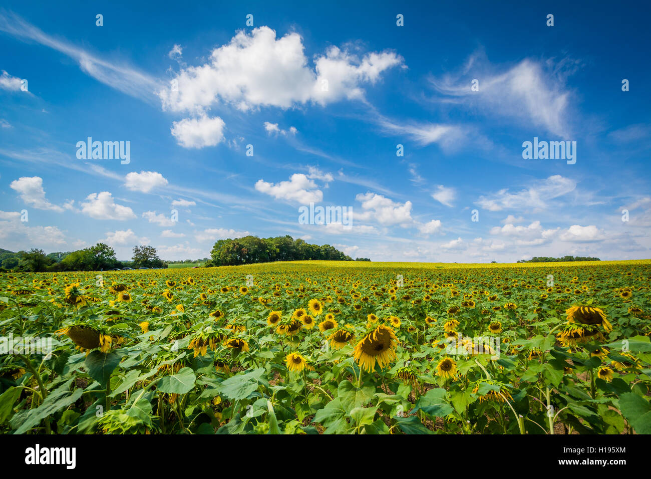 Sunflower field in Jarrettsville, Maryland Stock Photo Alamy