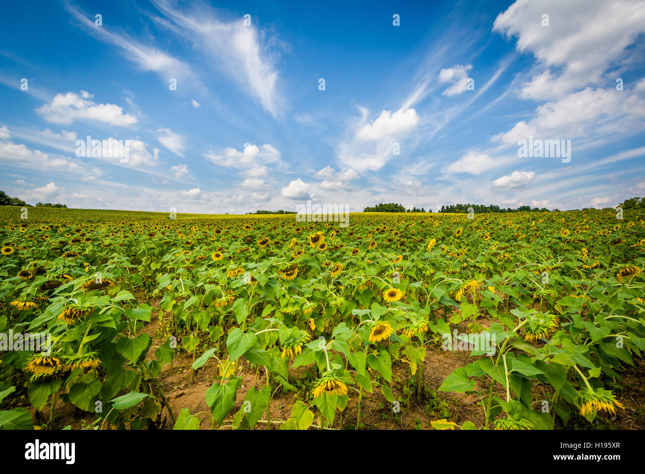 Sunflower field in Jarrettsville, Maryland Stock Photo Alamy