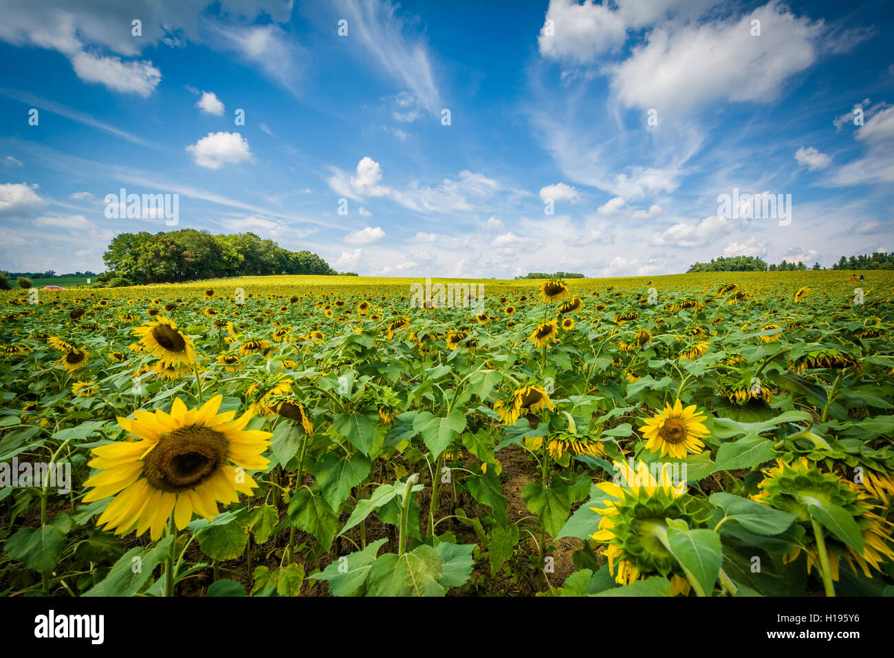 Sunflower field in Jarrettsville, Maryland Stock Photo Alamy